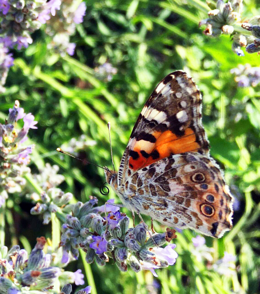 Vanessa cardui